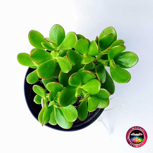 Árbol del dinero, de la suerte Crassula ovata 14cm de diámetro. Viene en una matera plástica cubierta con yute artesanal. Compra a domicilio en Bogotá. Vivero Neea Flora.