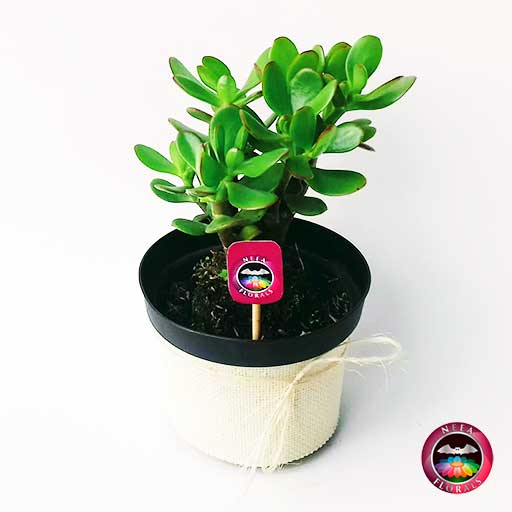 Planta de la amistad, de la abundancia Crassula ovata 14cm de diámetro. Viene en una matera plástica cubierta con yute artesanal. Compra a domicilio en Bogotá. Vivero Neea Flora.