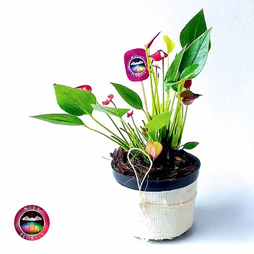 Anturio mini rojo Anthurium andreanum 10cm matera plástica • Neea Flora -  Recordatorios y Regalos con Suculentas