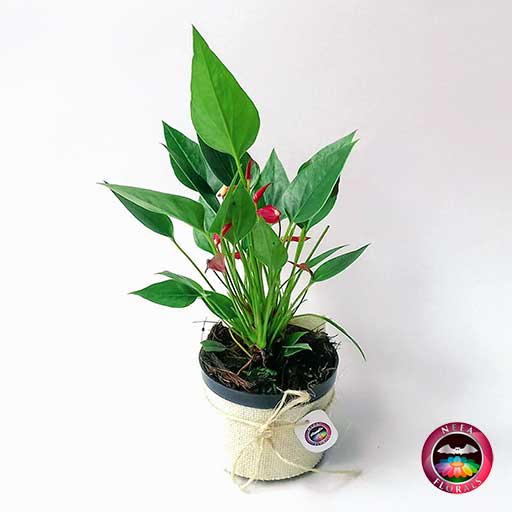 Anturio mini rojo Anthurium andreanum 10cm matera plástica • Neea Flora -  Recordatorios y Regalos con Suculentas