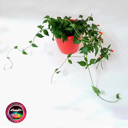Planta fosforito Cuphea ignea 12cm matera plástica patrón ondas roja diagonal Neea Flora