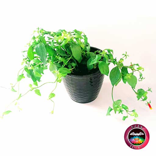 Planta fosforito Cuphea ignea 12cm matera plástica patrón ondas negra diagonal