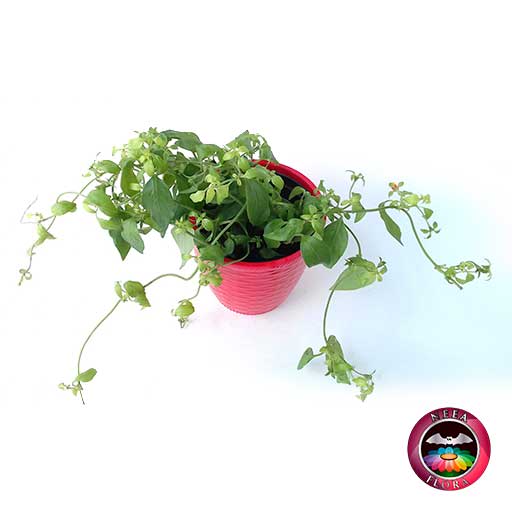 Planta fosforito Cuphea ignea 12cm matera plástica patrón ondas roja diagonal