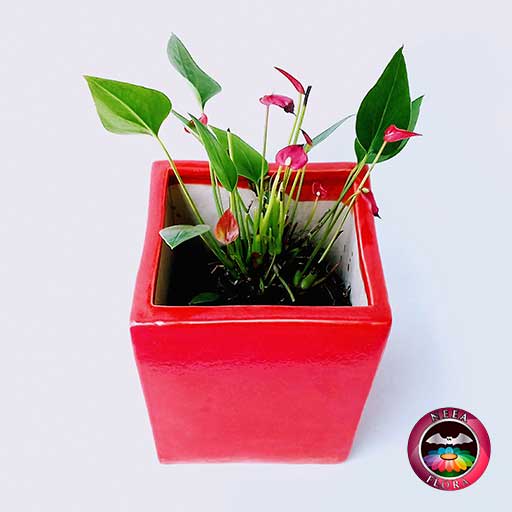 Anturio mini rojo Anthurium andreanum 10cm matera cerámica cubo Eliza •  Neea Flora - Recordatorios y Regalos con Suculentas
