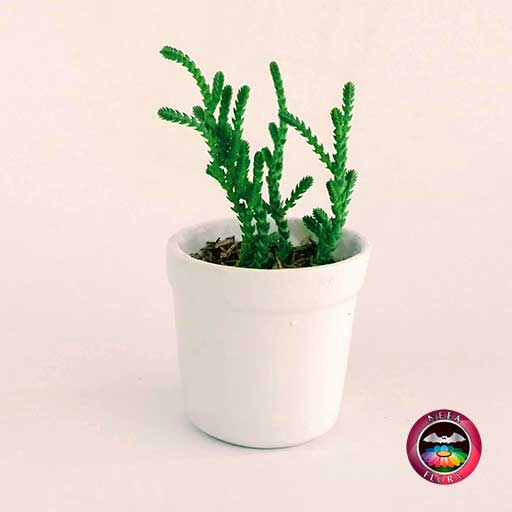 Suculenta recordatorio matera cerámica vaso 6x5cm blanco con tarjeta Neea Flora