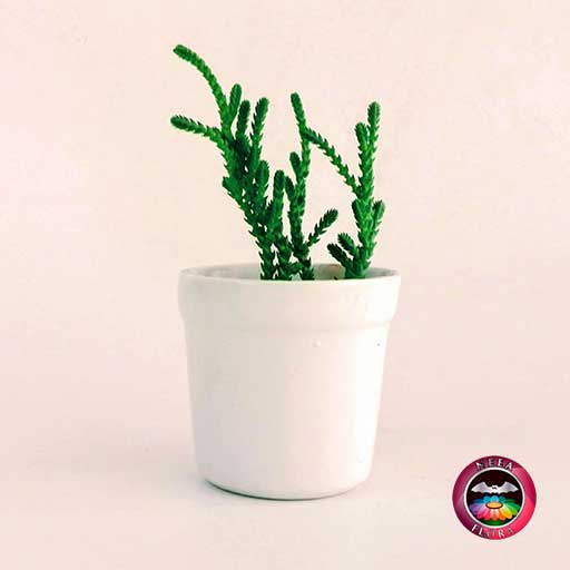 Recordatorio suculenta matera cerámica resinada mediana vaso blanco Neea Flora