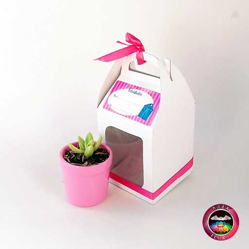 Suculentas matera cerámica vaso mini 6x5cm caja de regalo blanca diagonal Neea Flora