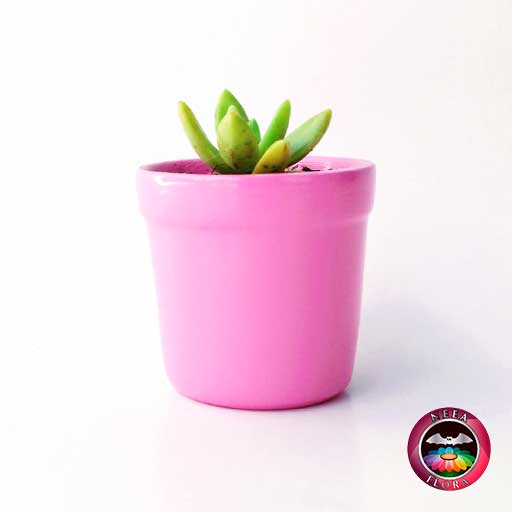 Suculentas matera cerámica vaso mini 6x5cm rosa lateral vivero Bogotá