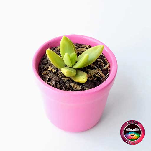 Suculentas matera cerámica vaso mini 6x5cm rosa diagonal vivero Bogotá
