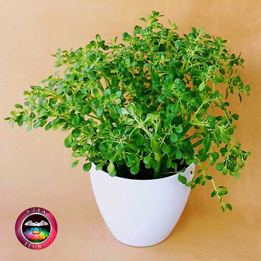 Helecho de arroz Pilea microphylla 14cm matera plástica vaso Lynn blanca diagonal
