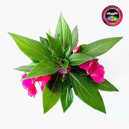Planta bellahelena Impatiens walleriana 9cm matera plástica superior Neea Flora