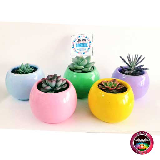 Suculentas recordatorios materas cerámica bolitas colores azul verde púrpura rosa amarilla Neea Flora