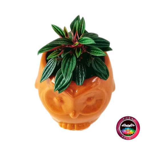 Planta velitas Peperomia caperata 9cm matera cerámica animales buho naranja diagonal