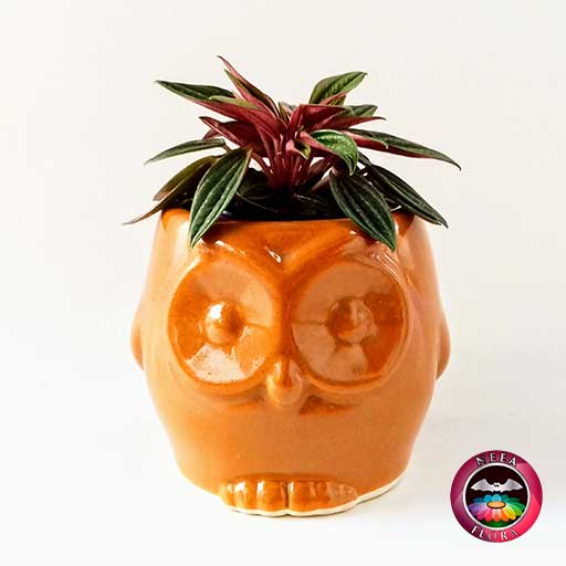 Planta velitas Peperomia caperata 9cm matera cerámica animales buho naranja frontal