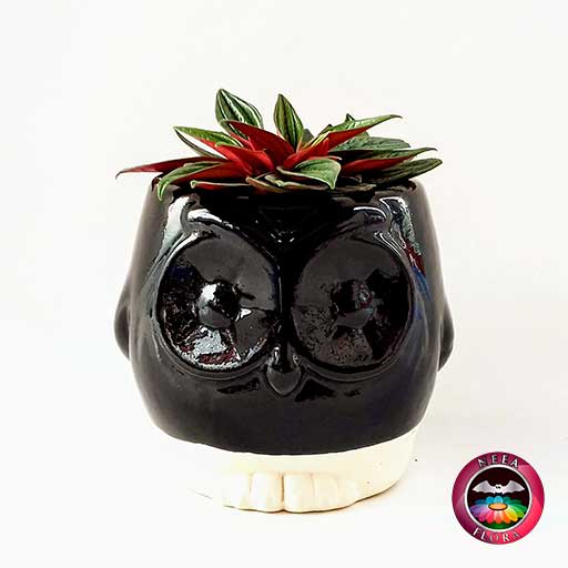 Planta velitas Peperomia caperata 9cm matera cerámica animales buho negra frontal