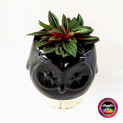 Planta velitas Peperomia caperata 9cm matera cerámica animales buho negra diagonal