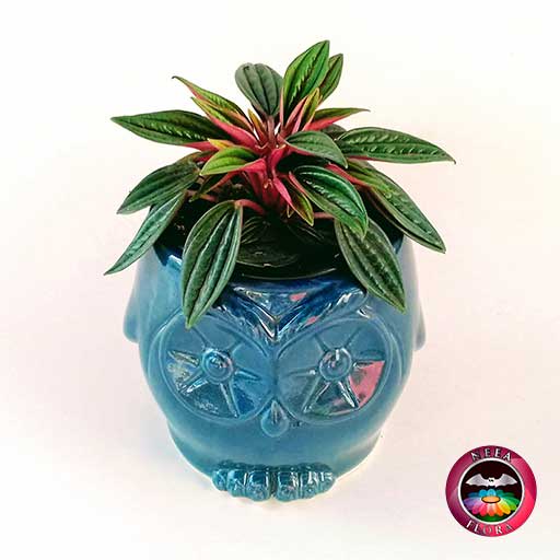 Planta velitas Peperomia caperata 9cm matera cerámica animales buho azul diagonal
