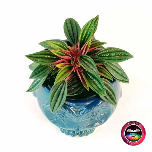 Planta velitas Peperomia caperata 9cm matera cerámica animales buho azul superior