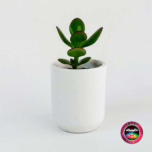 Suculenta recordatorio matera cerámica cilindro 8x10cm blanco Neea Flora