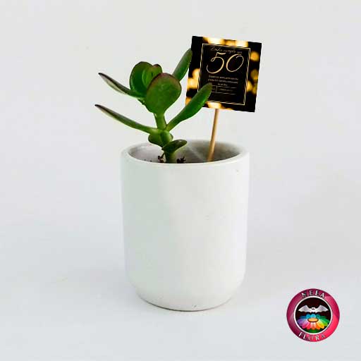 Suculenta recordatorio matera cerámica cilindro 8x10cm blanco con tarjeta Neea Flora