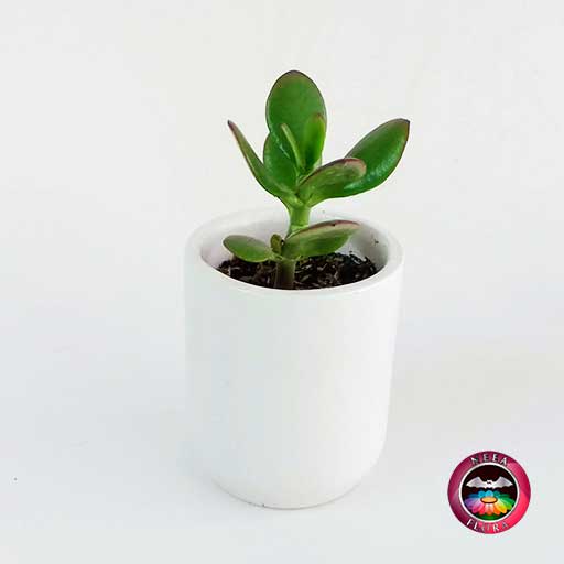 Recordatorio suculenta matera cerámica resinada cilindro blanco Neea Flora