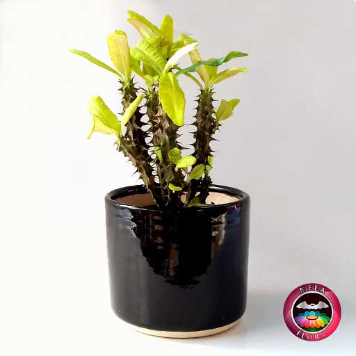 Planta corona de cristo Euphorbia milii 14cm matera cerámica cilindro Bell negra frontal