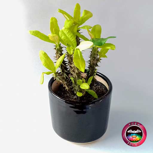 Planta corona de cristo Euphorbia milii 14cm matera cerámica cilindro Bell negra diagonal