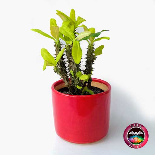 Planta corona de cristo Euphorbia milii 14cm matera cerámica cilindro Bell roja frontal