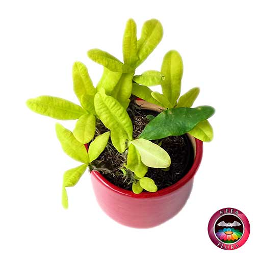 Planta corona de cristo Euphorbia milii 14cm matera cerámica cilindro Bell roja superior