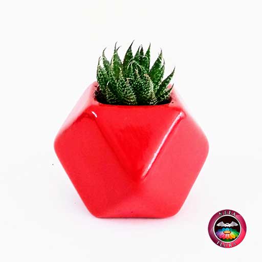 Recordatorio suculenta matera cerámica resinada estrella mediana roja Neea Flora