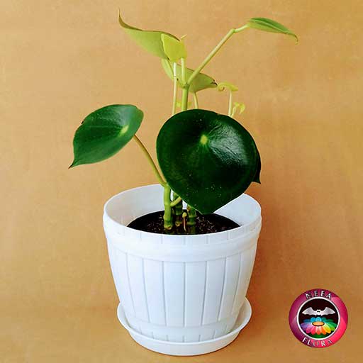 Planta Cuchara Pilea peperomioidea 14cm matera plástica barril blanca frontal