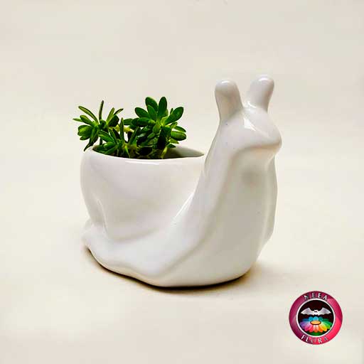 Suculenta matera cerámica animales caracol diagonal Neea Flora