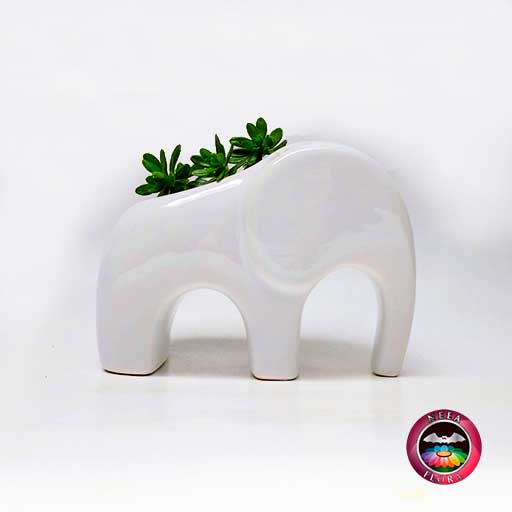 Suculenta matera cerámica animales elefante angulado 11x5x9cm