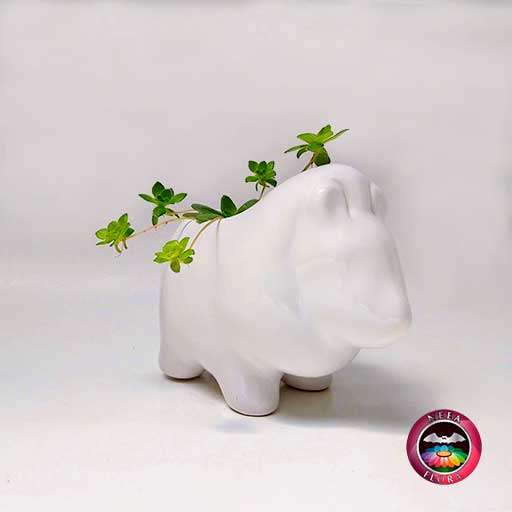 Suculenta matera cerámica animales león 12x7x10cm