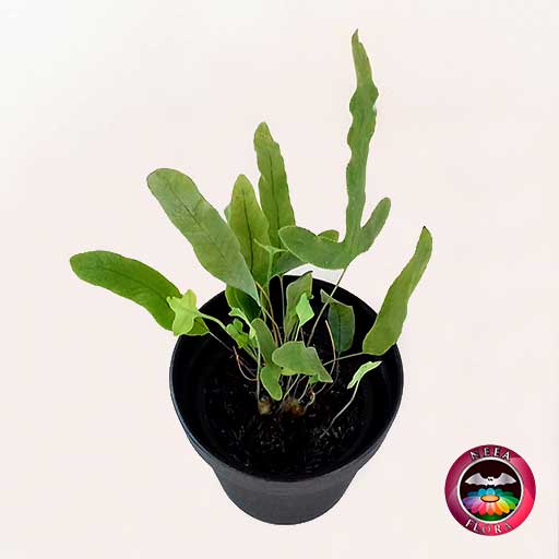 Helecho azul Phlebodium aureum 9cm matera plástica vaso Rachel negra diagonal