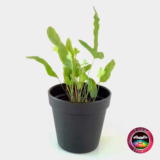 Helecho azul Phlebodium aureum 9cm matera plástica vaso Rachel negra frontal