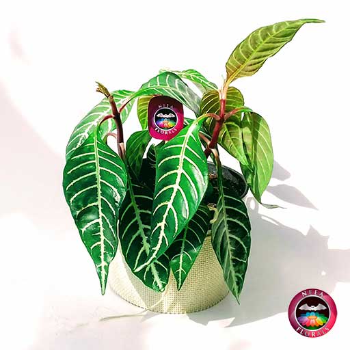 Planta cebra angosta Aphelandra squarrosa 14cm de diámetro. Viene en una matera plástica cubierta con yute artesanal. Compra a domicilio en Bogotá. Vivero Neea Flora.