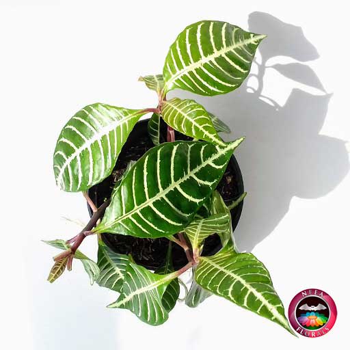 Planta zebra angosta Aphelandra squarrosa 14cm de diámetro. Viene en una matera plástica cubierta con yute artesanal. Compra a domicilio en Bogotá. Vivero Neea Flora.