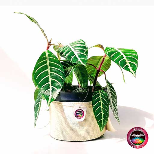 Planta cebra angosta Aphelandra squarrosa 14cm de diámetro. Viene en una matera plástica cubierta con yute artesanal. Venta a domicilio en Bogotá. Vivero Neea Flora.