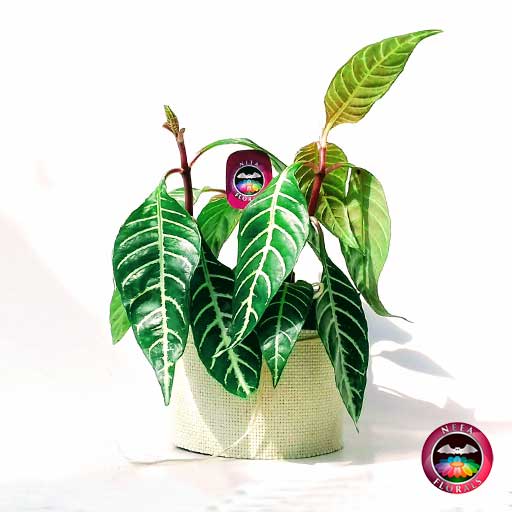 Planta afelandra angosta Aphelandra squarrosa 14cm de diámetro. Viene en una maceta plástica con yute artesanal. Venta a domicilio en Bogotá. Vivero Neea Flora.