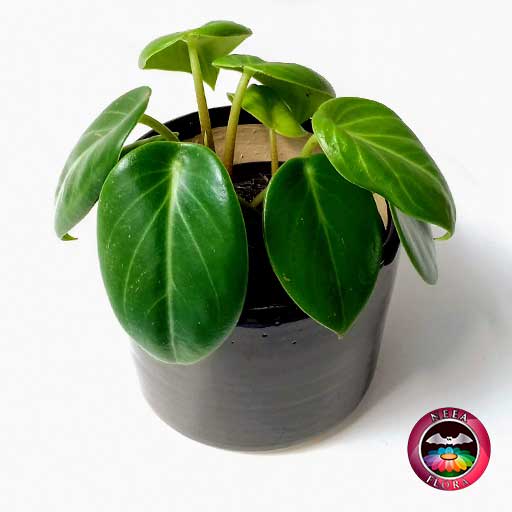 Filodendro verde Philodendron 14cm matera cerámica cilindro Bell negra diagonal