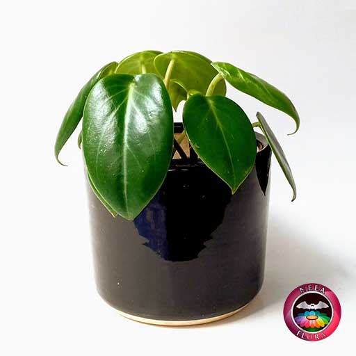 Filodendro verde Philodendron 14cm matera cerámica cilindro Bell negra frontal