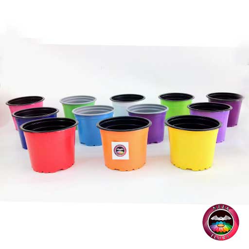 Materas plásticas 9cm colores frontal Neea Flora