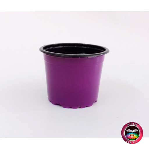 Materas plásticas 9cm colores morada frontal Neea Flora