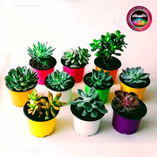 Plantas suculentas variadas 9cm matera plástica frontal Neea Flora