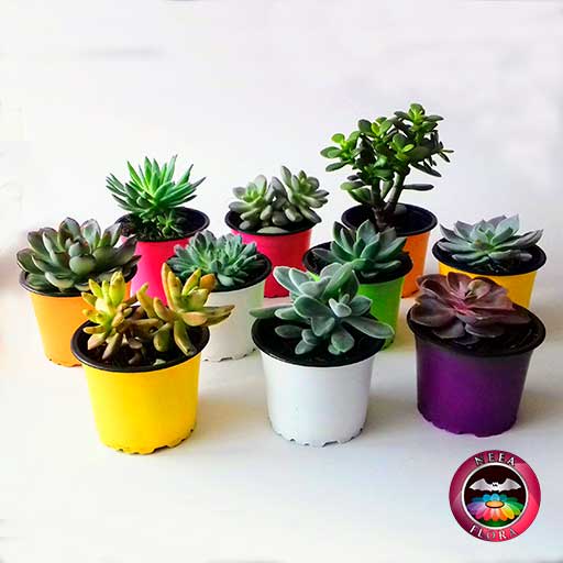 Plantas suculentas variadas 9cm matera plástica lateral Neea Flora