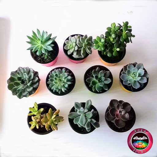 Plantas suculentas variadas 9cm maceta plástica superior Neea Flora