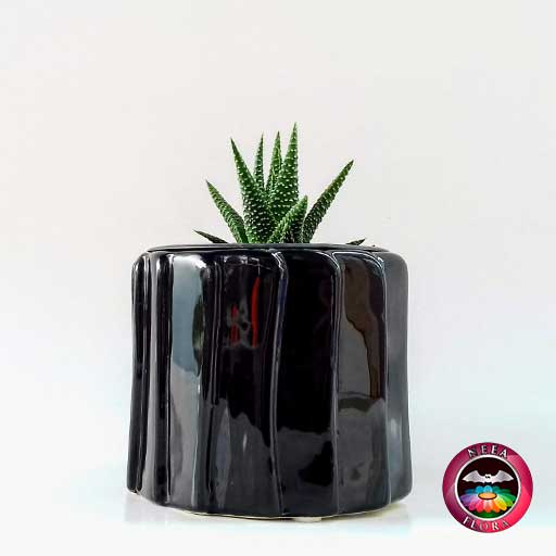 Suculenta zebra Haworthia zebra 9cm matera cerámica tuerca negra lateral