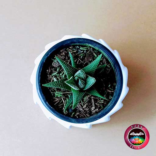 Suculenta zebra Haworthia zebra 9cm matera cerámica tuerca blanca superior fondo