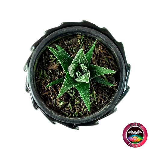 Suculenta zebra Haworthia zebra 9cm matera cerámica tuerca negra superior